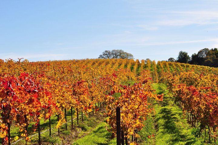 Windsor Vineyards - Russian River Valley